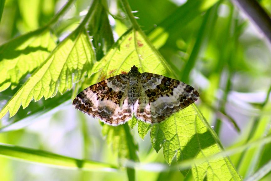 Geometridae da conf. o Det.